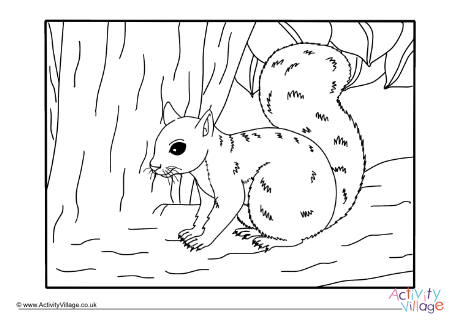 Squirrel colouring page 10