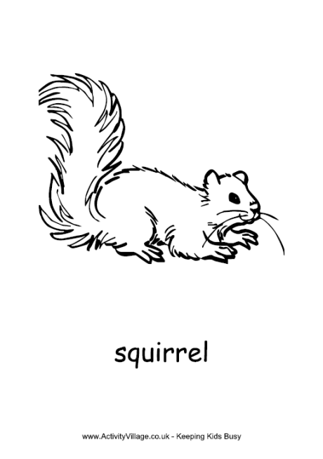 Squirrel Colouring Page