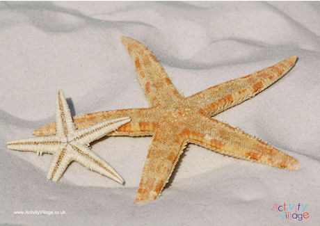 Starfish Poster