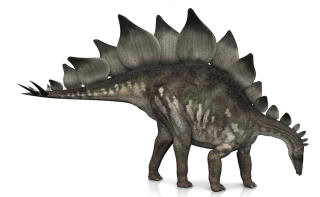 Stegosaurus