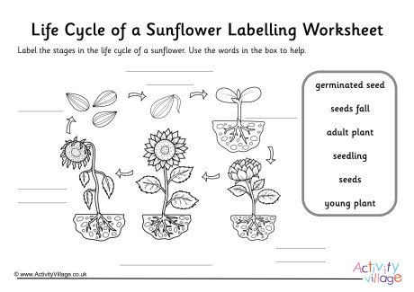 Sunflower Life Cycle Labelling Worksheet Guided Sunflower Life Cycle Labelling Worksheet Guided