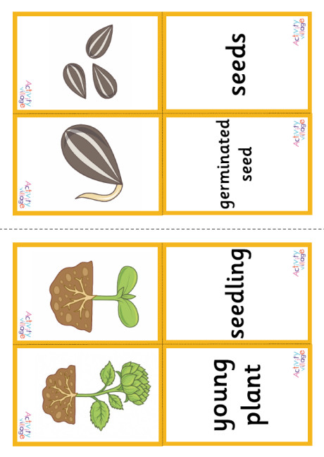 Sunflower Life Cycle Matching Cards