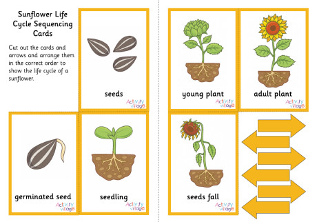 Sunflower Life Cycle Sequencing Cards Sunflower Life Cycle Sequencing Cards