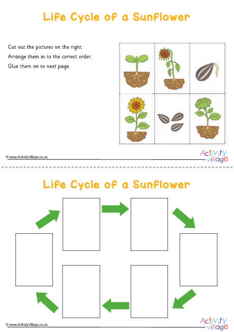 Sunflower Life Cycle Sequencing Worksheet Sunflower Life Cycle Sequencing Worksheet