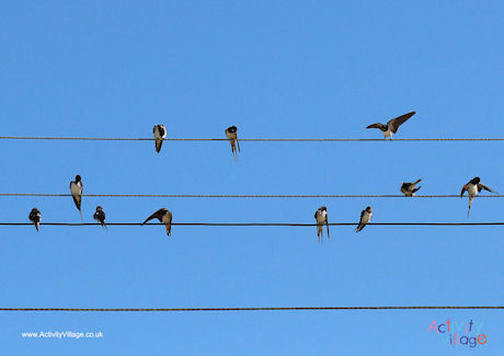 Swallow migration poster Swallow migration poster