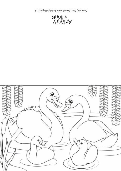 Swans Scene Colouring Card