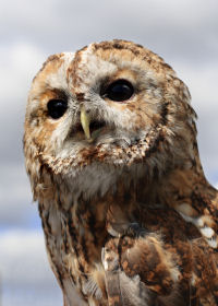 Tawny Owl