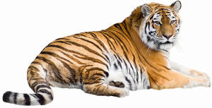 Tigers