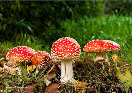 Toadstools poster Toadstools poster
