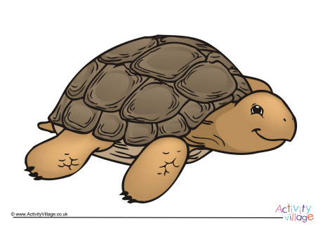 Tortoise Poster 2