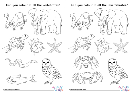 Vertebrates invertebrates colouring pages Vertebrates invertebrates colouring pages