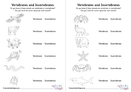 Vertebrates invertebrates worksheet Vertebrates invertebrates worksheet