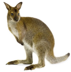 Wallabies