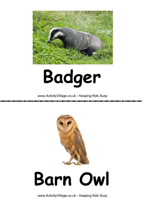 Wildlife flashcards