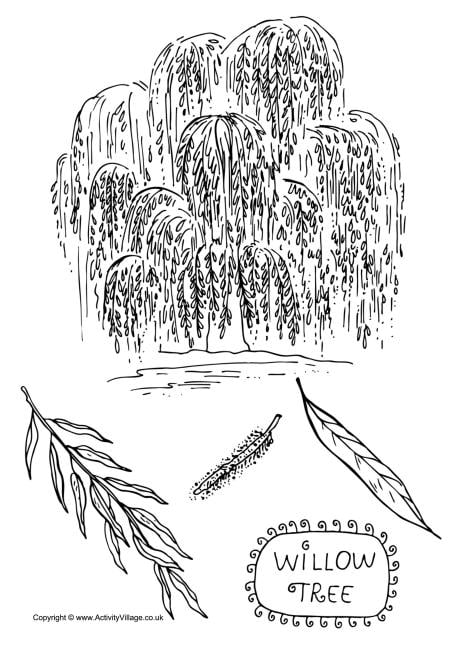 Download Willow Tree Colouring Page