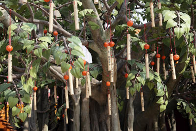 Chinese wishing tree, prayer tree