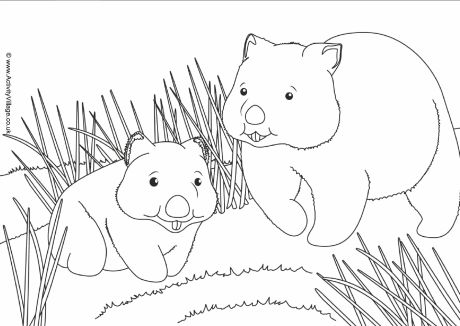 Wombat scene colouring page