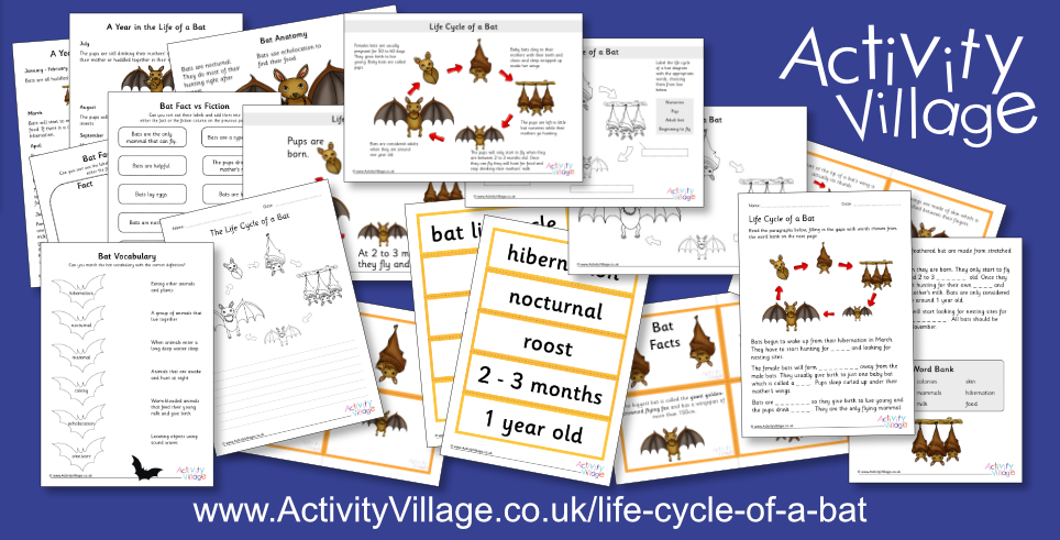 Learning about the Life Cycle of a Bat