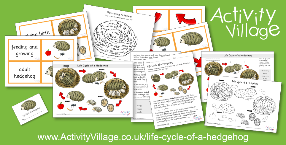 Learning about the Life Cycle of a Hedgehog