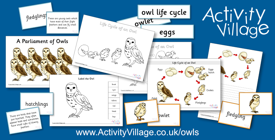 Learning about the Life Cycle of a Owl