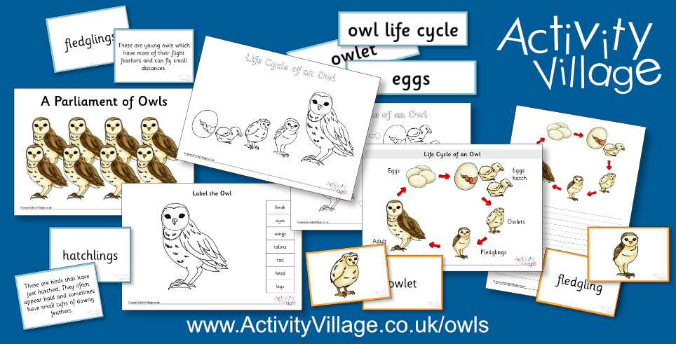 Learning about the Life Cycle of a Owl Learning about the Life Cycle of a Owl