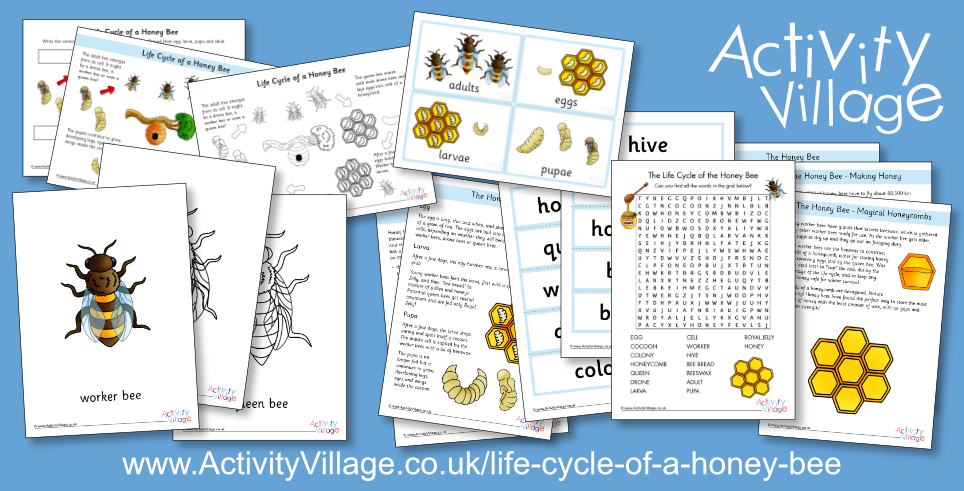 The Life Cycle of a Honey Bee