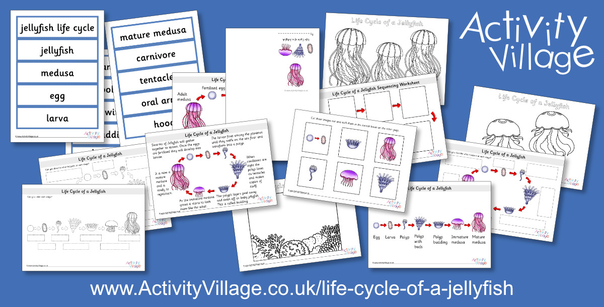 New Life Cycle of a Jellyfish Learning Resources New Life Cycle of a Jellyfish Learning Resources