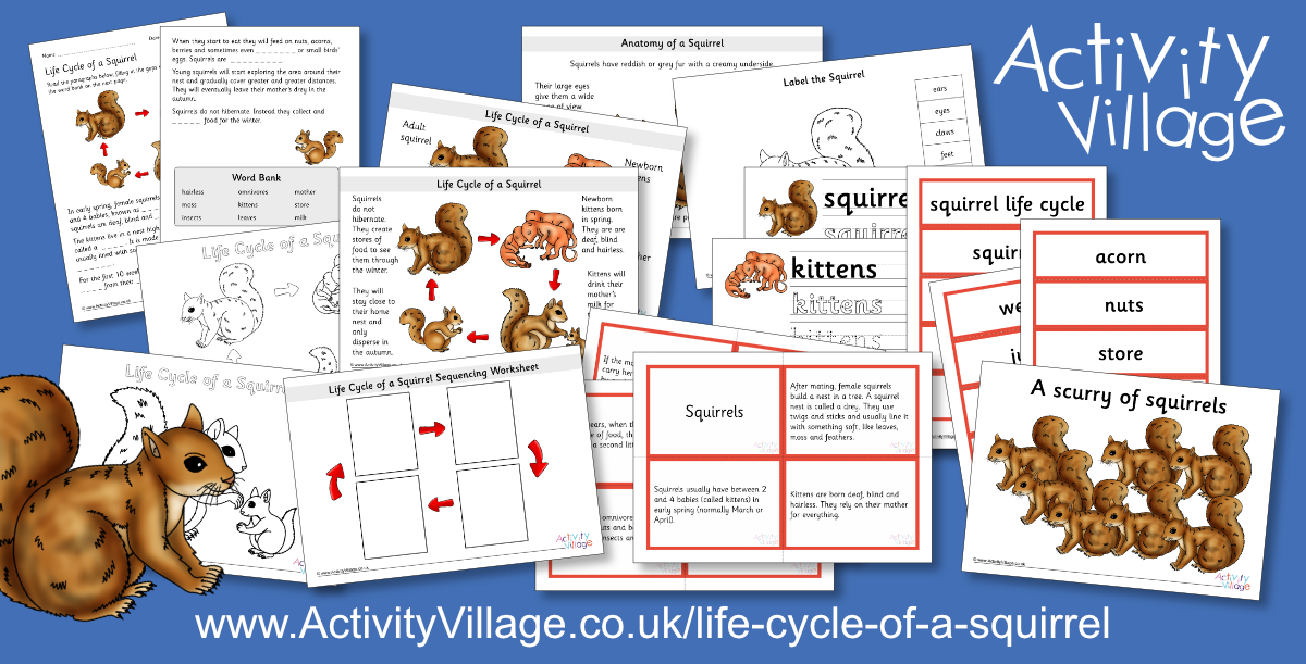 New Life Cycle of Squirrel Resources New Life Cycle of Squirrel Resources