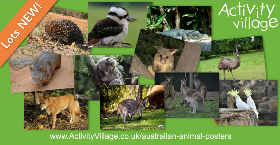 New Photographic Posters of Aussie Animals and Birds