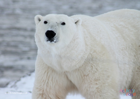 National Polar Bear Day - Who Knew?