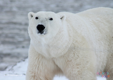 National Polar Bear Day - Who Knew? National Polar Bear Day - Who Knew?
