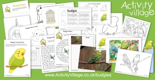 New Budgie Fun