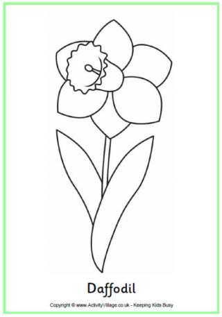 Daffodil colouring page