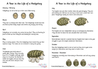 A year in the life of a hedgehog