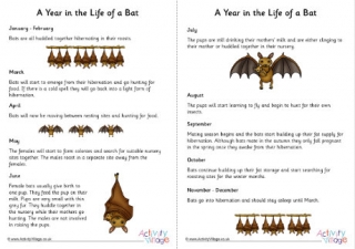 A Year In The Life Of A Bat