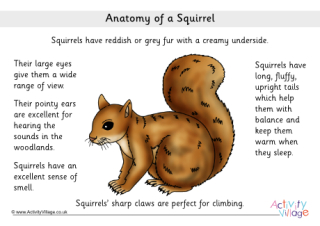 Anatomy Of A Squirrel
