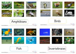 Animal Classification Photo Posters