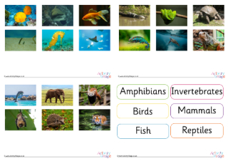 Animal Classification Sort Photos