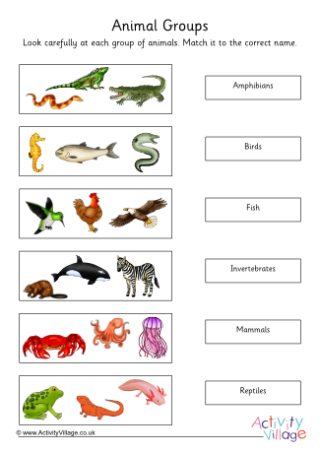 Animal Groups Matching Worksheet