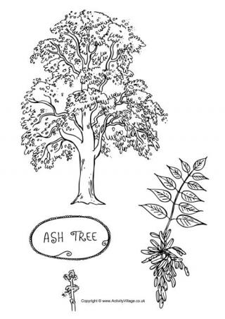 Ash Tree Colouring Page