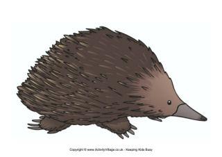 Australian Animal Posters