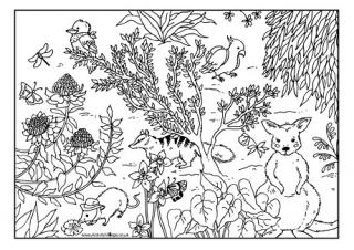 Australian Animals Colouring Page