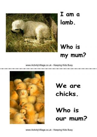 Baby Farm Animal Flashcards