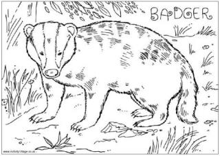 Badger Colouring Page