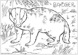 Badger Colouring Pages