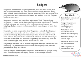 Badger Fact Sheet 