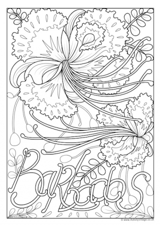 Barbados National Flower Colouring Page