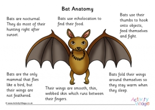 Bat Anatomy Poster