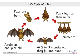 Bat Life Cycle Poster 1