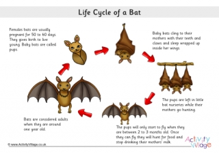 Bat Life Cycle Poster 2